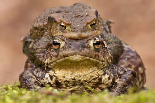 Erdkröte, Bufo bufo
