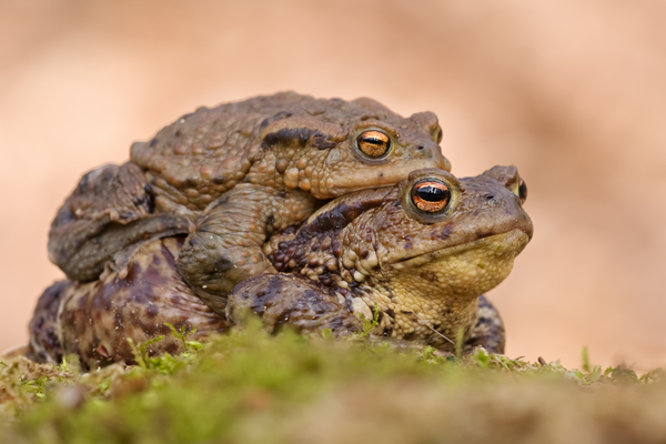 Erdkröte, Bufo bufo