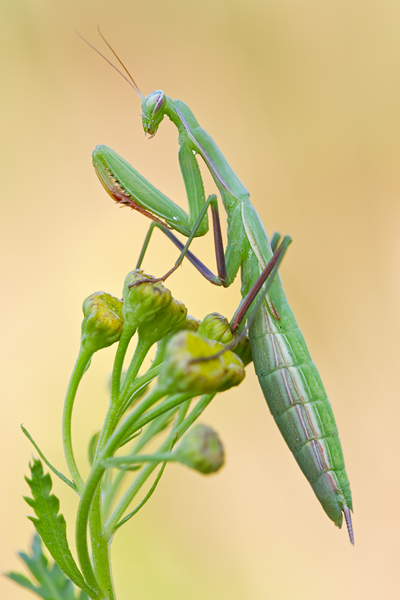 Europäische Gottesanbeterin, Mantis religiosa