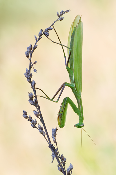 Europäische Gottesanbeterin, Mantis religiosa