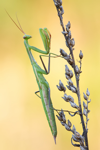 Europäische Gottesanbeterin, Mantis religiosa