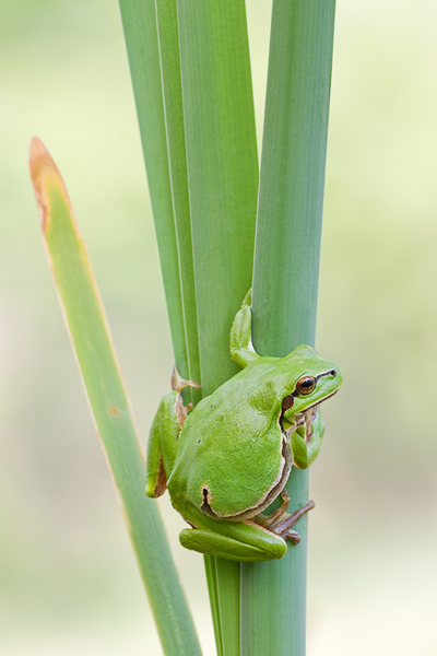 Europäischer Laubfrosch , Hyla arborea