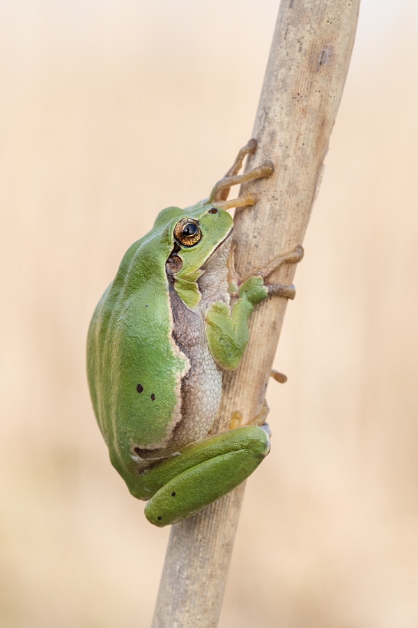 Europäischer Laubfrosch , Hyla arborea