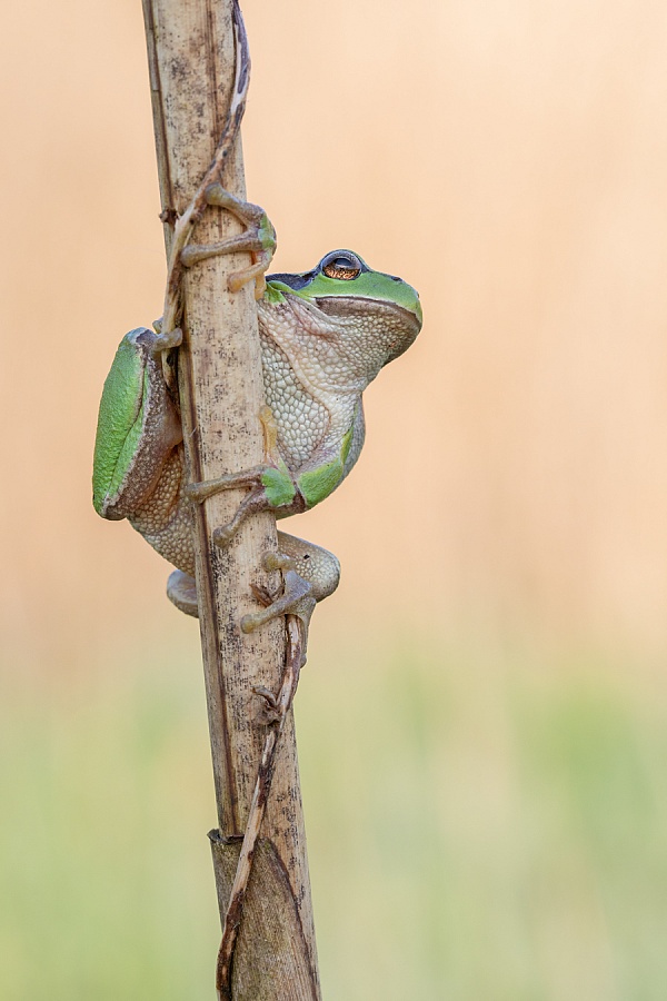 Europäischer Laubfrosch , Hyla arborea