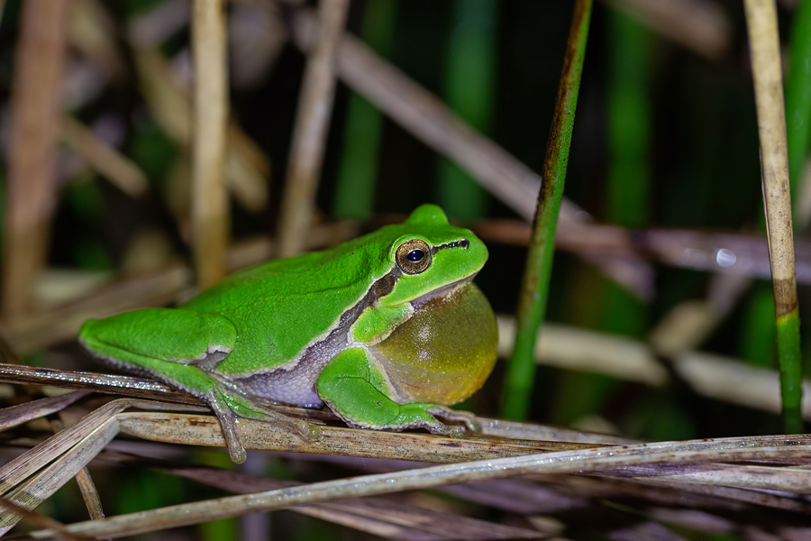 Europäischer Laubfrosch Hyla arborea - Fotos, Bilder, Naturfotos ...