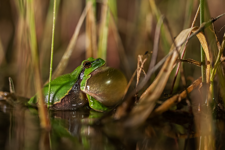 Europäischer Laubfrosch , Hyla arborea