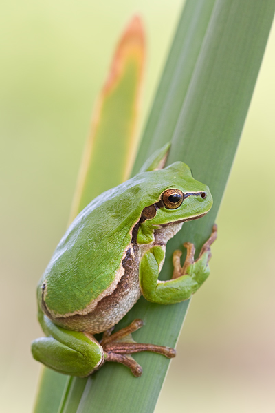 Europäischer Laubfrosch , Hyla arborea