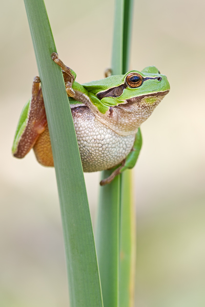 Europäischer Laubfrosch , Hyla arborea