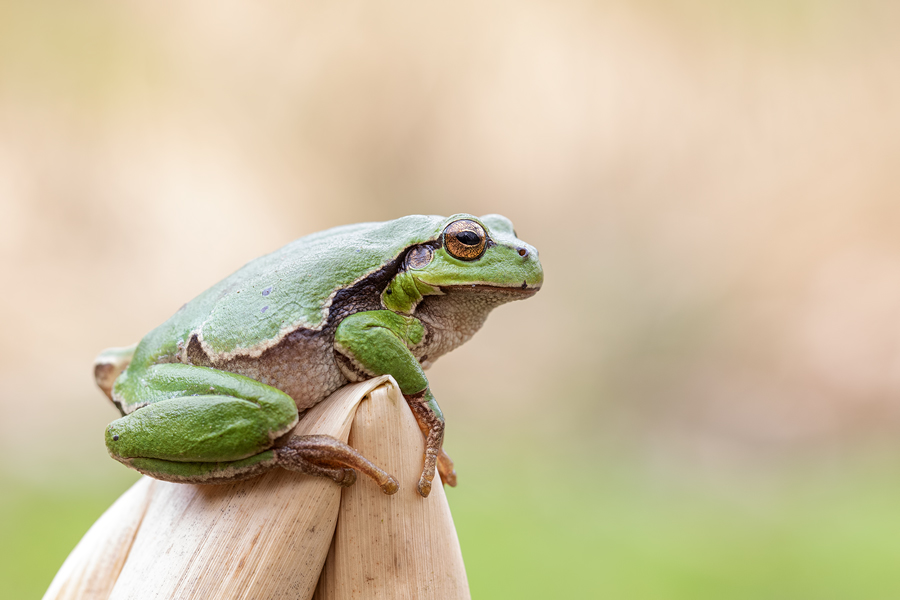 Europäischer Laubfrosch Hyla arborea - Fotos, Bilder, Naturfotos ...