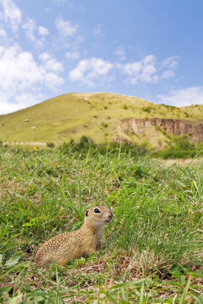 Europäischer Ziesel, Spermophilus citellus