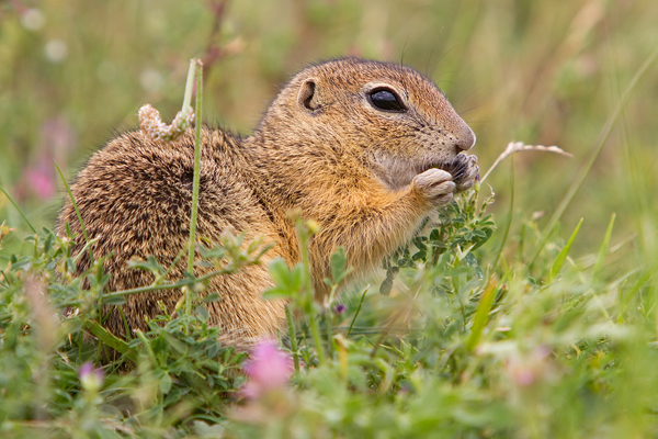 Europäischer Ziesel, Spermophilus citellus