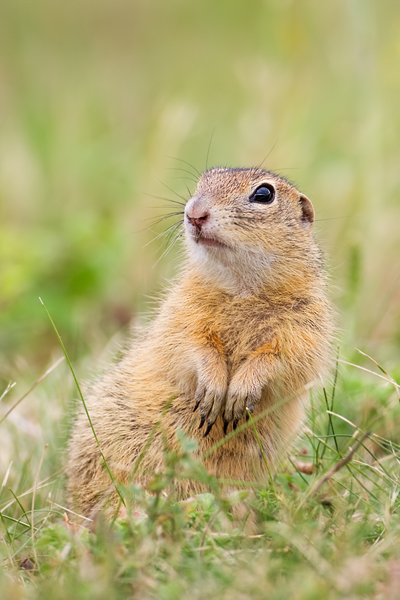 Europäischer Ziesel, Spermophilus citellus