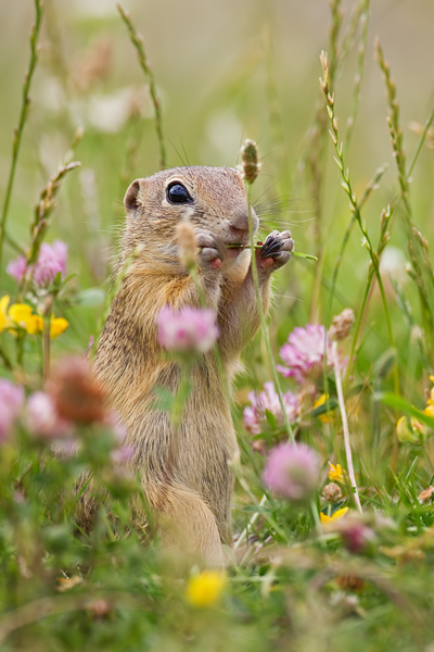Europäischer Ziesel, Spermophilus citellus