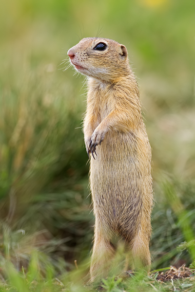 Europäischer Ziesel, Spermophilus citellus