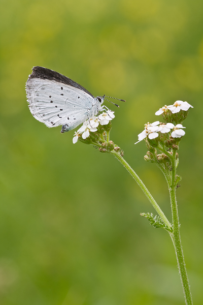 Faulbaumbläuling, Celastrina argiolus 