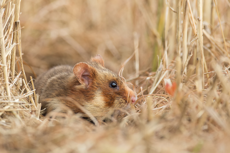 Feldhamster, Cricetus cricetus