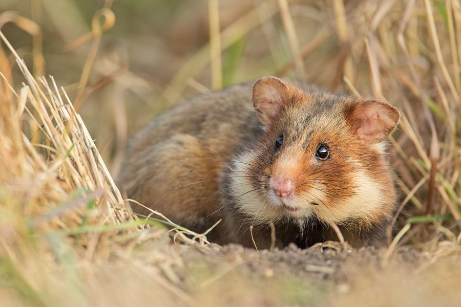 Feldhamster, Cricetus cricetus