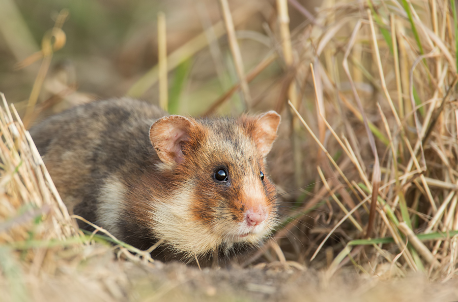 Feldhamster, Cricetus cricetus