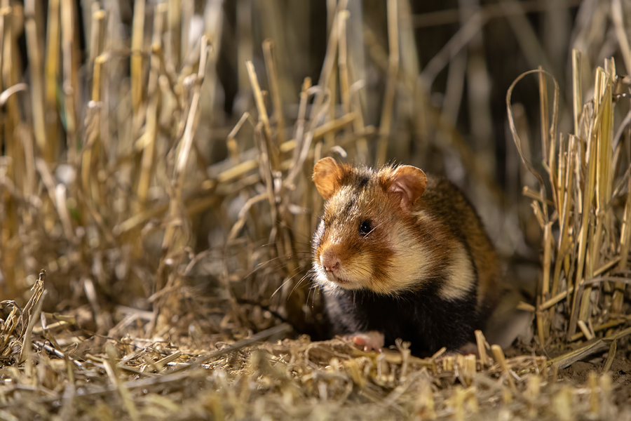 Feldhamster, Cricetus cricetus