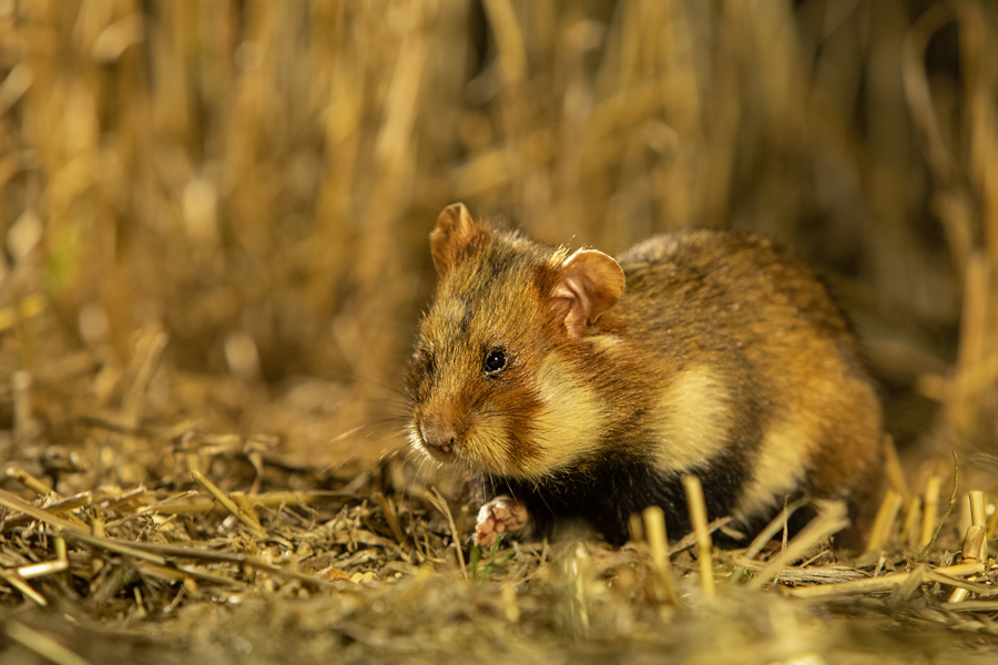 Feldhamster, Cricetus cricetus