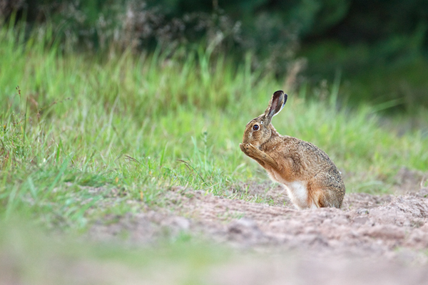 Feldhase, Lepus europaeus