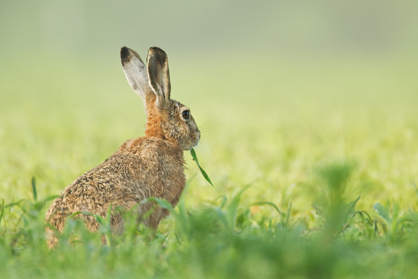 Feldhase, Lepus europaeus