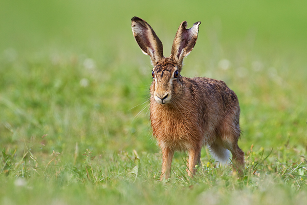 Feldhase, Lepus europaeus