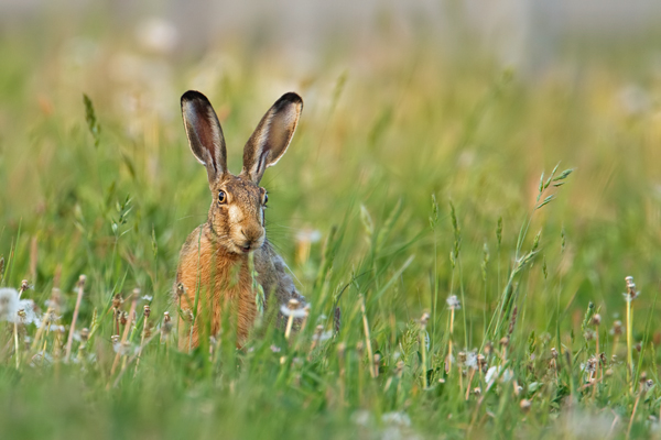 Feldhase, Lepus europaeus