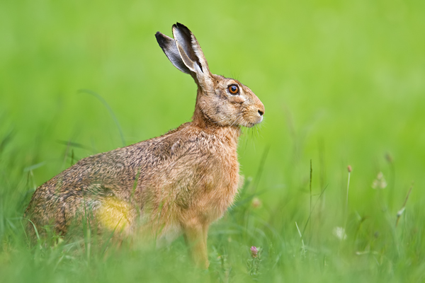 Feldhase, Lepus europaeus