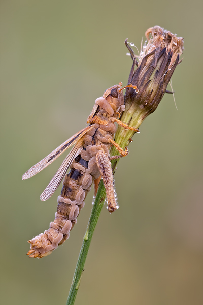 Feldheuschrecke, Chorthippus mollis 