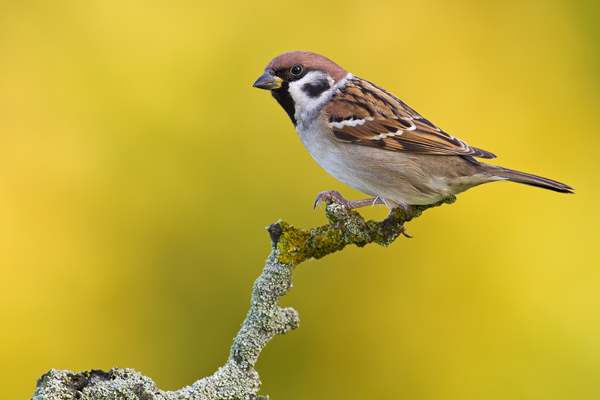 Feldsperling, Passer montanus