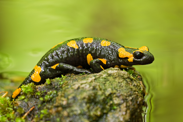 Feuersalamander, Salamandra salamandra