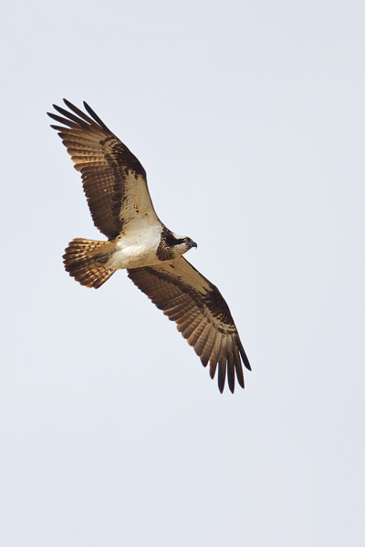 Fischadler, Pandion haliaetus