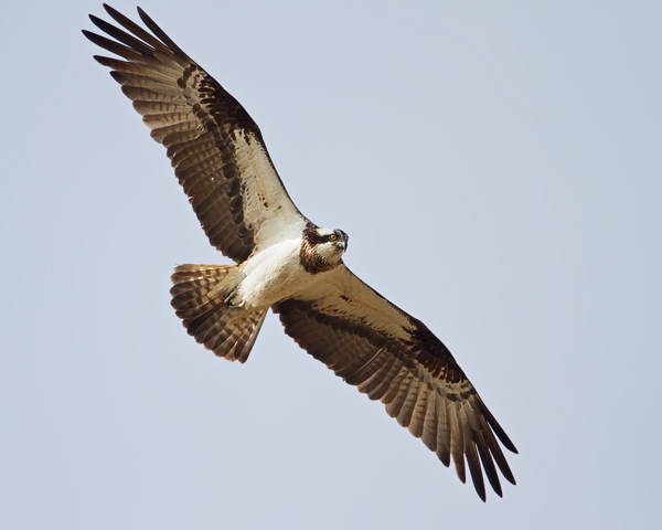 Fischadler, Pandion haliaetus