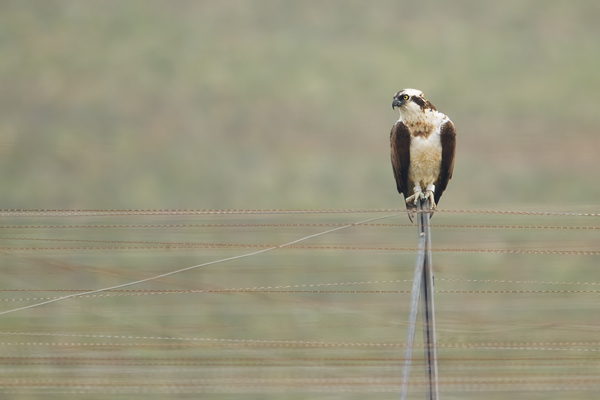 Fischadler, Pandion haliaetus