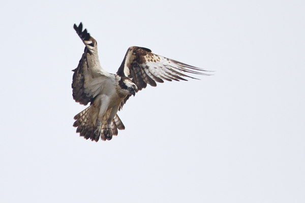 Fischadler, Pandion haliaetus