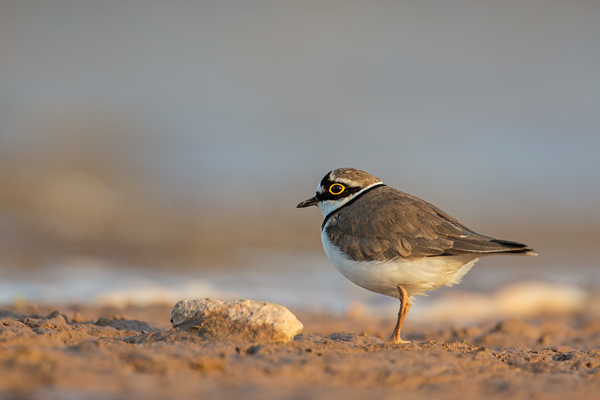 Flussregenpfeifer, Charadrius dubius