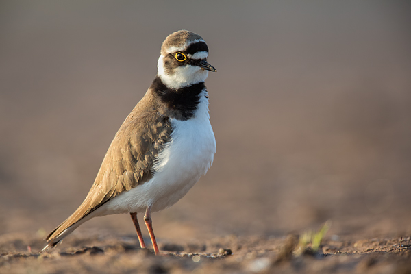 Flussregenpfeifer, Charadrius dubius