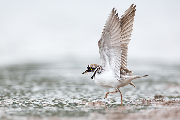 Flussregenpfeifer, Charadrius dubius