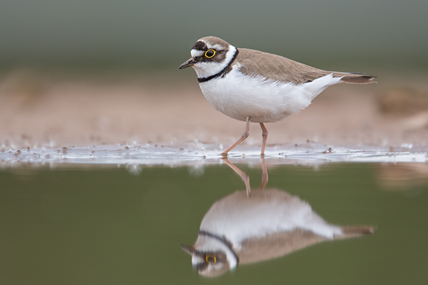 Flussregenpfeifer, Charadrius dubius