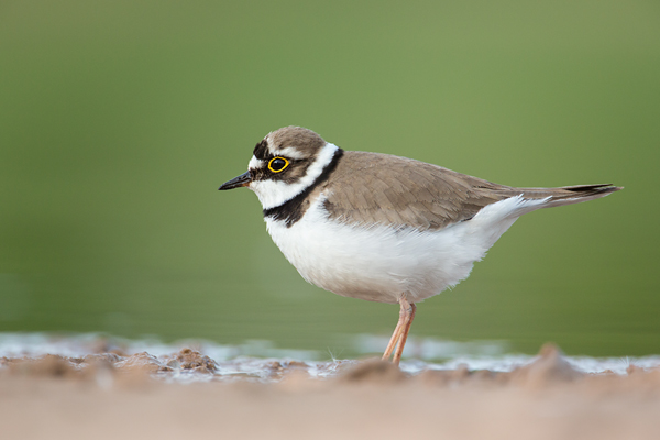 Flussregenpfeifer, Charadrius dubius