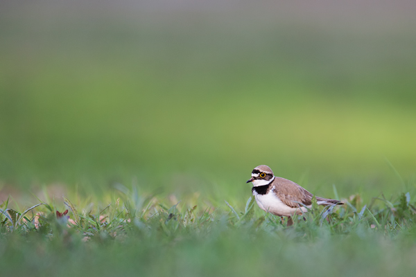 Flussregenpfeifer, Charadrius dubius
