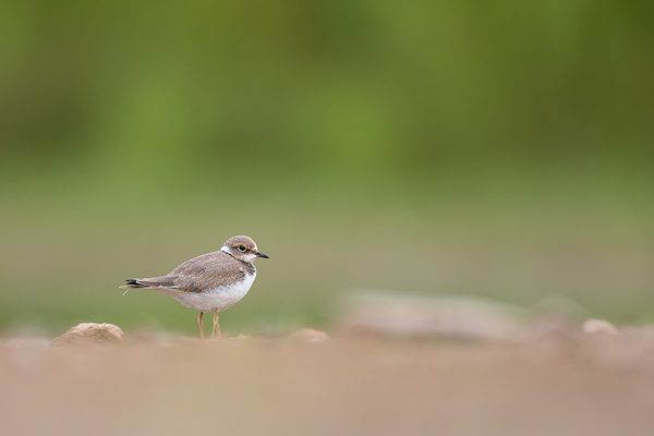 Flussregenpfeifer, Charadrius dubius