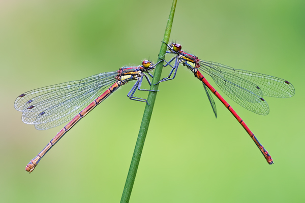 Frühe Adonislibelle, Pyrrhosoma nymphula