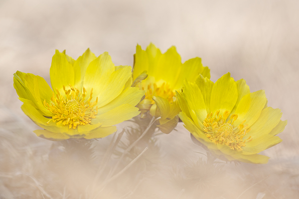 Frühlings-Adonisröschen, Adonis vernalis