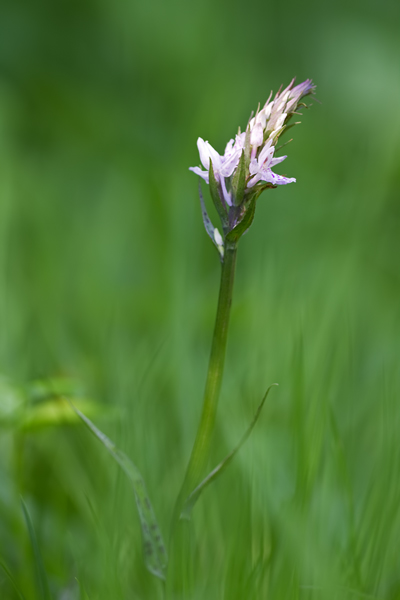 Fuchs' Knabenkraut, Dactylorhiza fuchsii