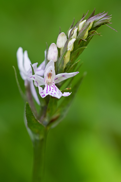 Fuchs' Knabenkraut, Dactylorhiza fuchsii