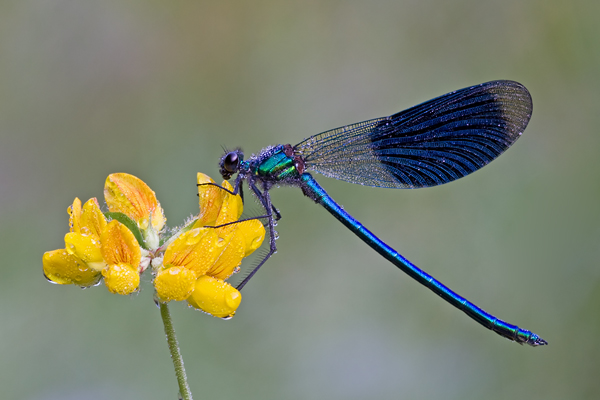 Gebänderte Prachtlibelle, Calopteryx splendens