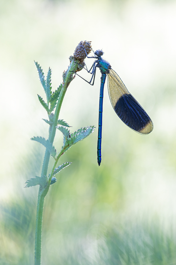 Gebänderte Prachtlibelle, Calopteryx splendens