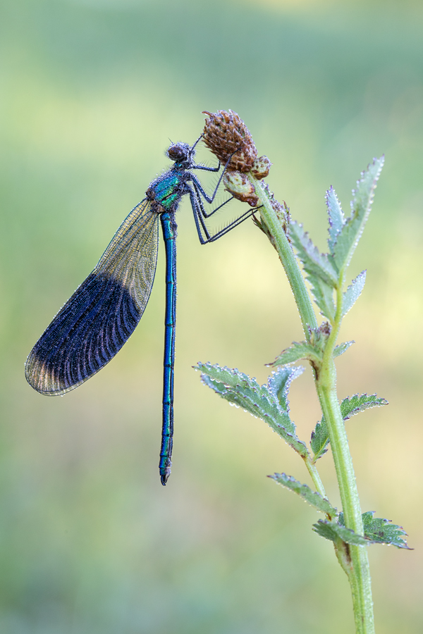 Gebänderte Prachtlibelle, Calopteryx splendens